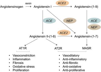 Diabetic Nephropathy: Novel Molecular Mechanisms and Therapeutic Targets